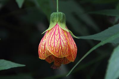 Abutilon striatum